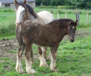 Click for larger image